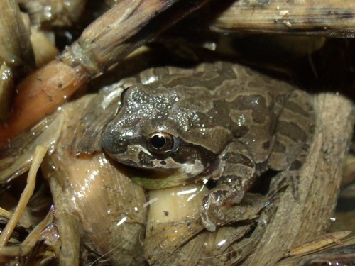 Illinois Chorus Frog (Pseudacris illinoensis), a species recorded in Illinois