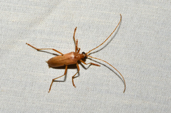 Centrodera