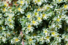 Paronychia polygonifolia