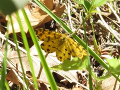 Pseudopanthera macularia
