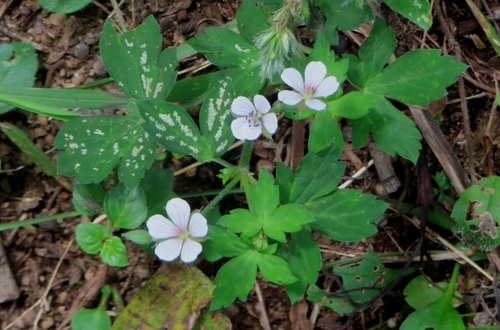 Image of Geranium thunbergii by (c) mami_t_t, some rights reserved (CC BY)