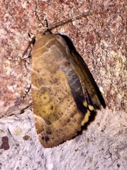 Cosmia affinis