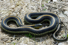 Thamnophis atratus