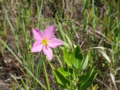 Sabatia stellaris