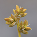 Carex tenuiflora - Photo (c) Tab Tannery, algunos derechos reservados (CC BY-NC-SA)