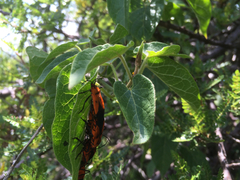Oncopeltus varicolor