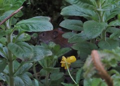 Clethrionomys glareolus