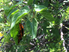 Oncopeltus varicolor