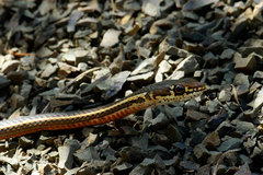 Masticophis lateralis lateralis