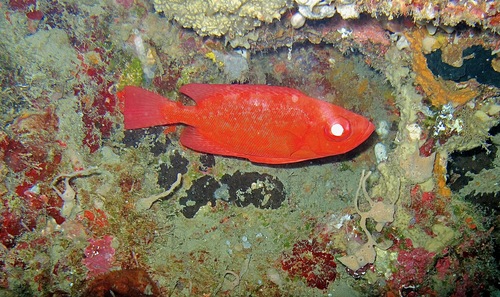 Priacanthus starnesi
