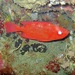 Priacanthus starnesi