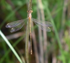 Lestes rectangularis