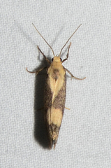 Cisthene faustinula