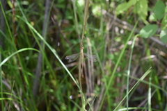 Lestes rectangularis