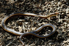 Masticophis lateralis lateralis