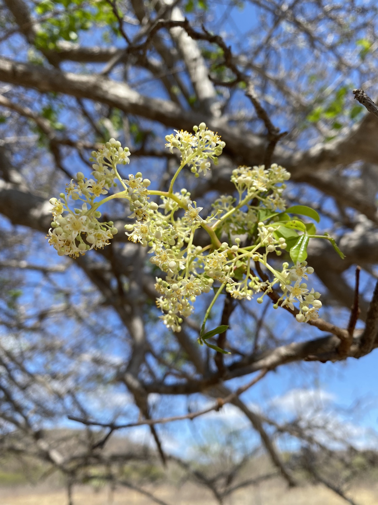 Spondias tuberosa