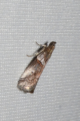Acrobasis comptella