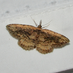 Mycterophora