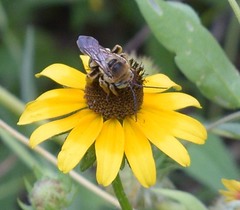 Svastra obliqua obliqua
