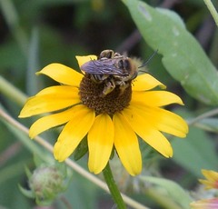 Svastra obliqua obliqua