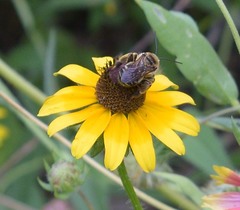 Svastra obliqua obliqua