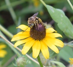 Svastra obliqua obliqua
