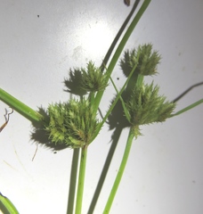 Cyperus squarrosus
