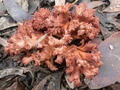 Ramaria botrytoides