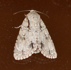 Acronicta laetifica