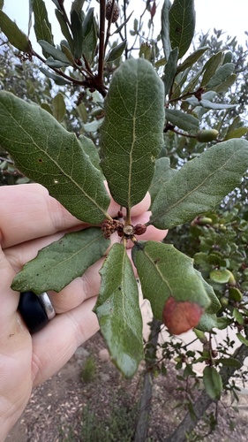 Quercus berberidifolia × engelmannii