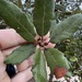 Quercus berberidifolia × engelmannii - Photo (c) Jeff McLean, algunos derechos reservados (CC BY-NC), subido por Jeff McLean