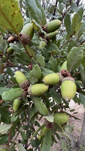 Quercus berberidifolia × engelmannii