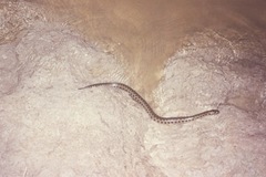 Helicops leopardinus