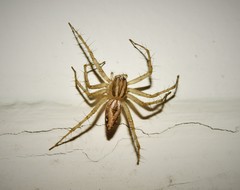 Oxyopes lineatus