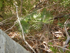 Coccothrinax alta