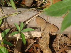Cissia themis