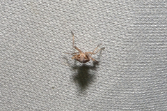Orgerius
