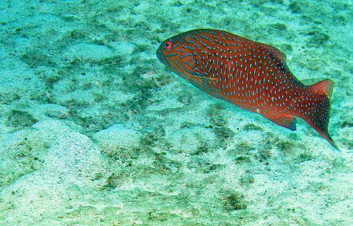 Highfin Coralgrouper (Plectropomus oligacanthus)
