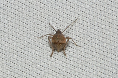 Orgerius