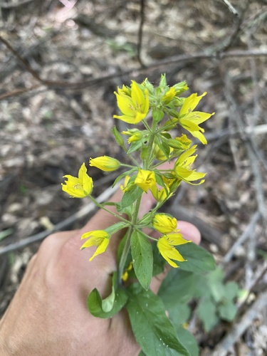 Lysimachia verticillaris, photograph 6