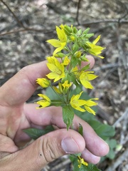 Илья Руденко, CC BY, iNaturalist via GBIF Lysimachia verticillaris, photograph Илья Руденко, CC BY, iNaturalist via GBIF