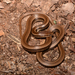 Black-striped Snake - Photo (c) Andrew DuBois, some rights reserved (CC BY-NC)