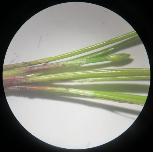 Image of Eleocharis flavescens by (c) Summit Metro Parks, some rights reserved (CC BY)