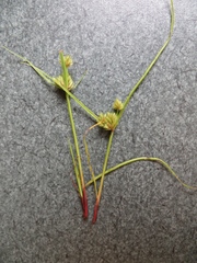 Cyperus squarrosus
