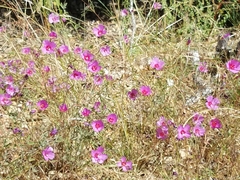 Clarkia amoena