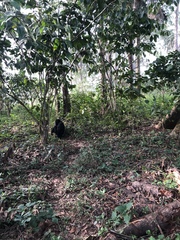 Pan troglodytes verus