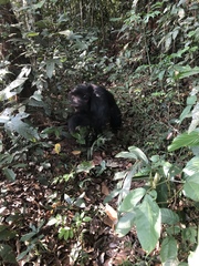 Pan troglodytes verus