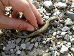Podarcis muralis