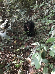 Pan troglodytes verus