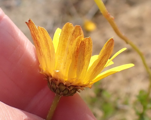 Image of Ursinia heterodonta by (c) Nicola van Berkel, some rights reserved (CC BY-SA)